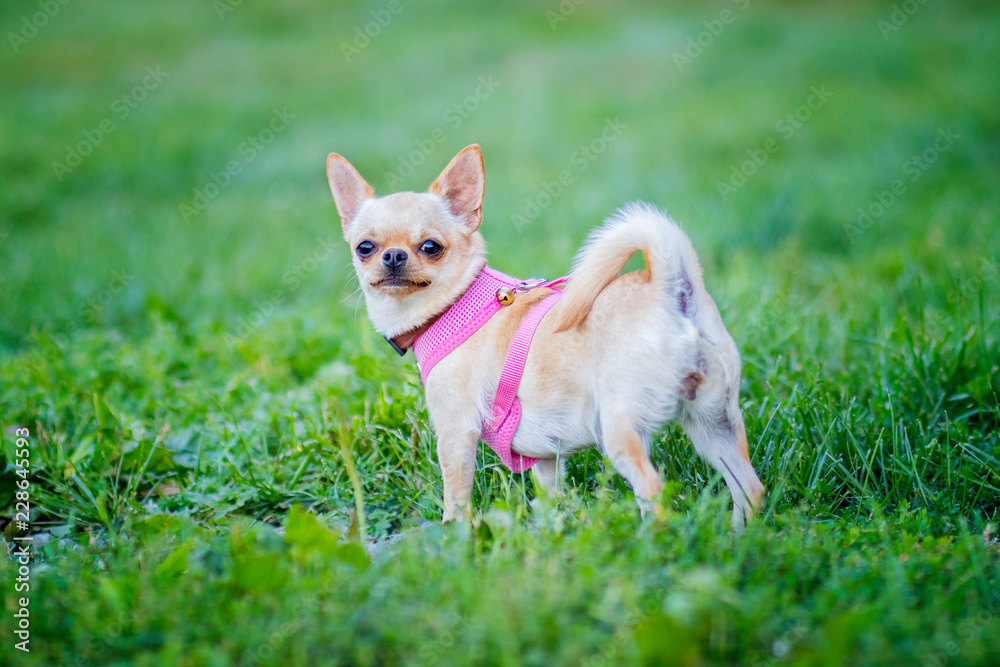 Dog is standing in the garden. It is a girl with pink collar. She is light brown chihuahua. There is green background.