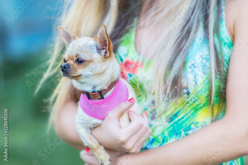 Small light brown chihuahua with pink  harness in girls hands. There is light green and blue background.  photo