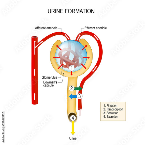 urine formation (filtration, reabsorption, secretion, excretion). Structure of a Nephron. photo