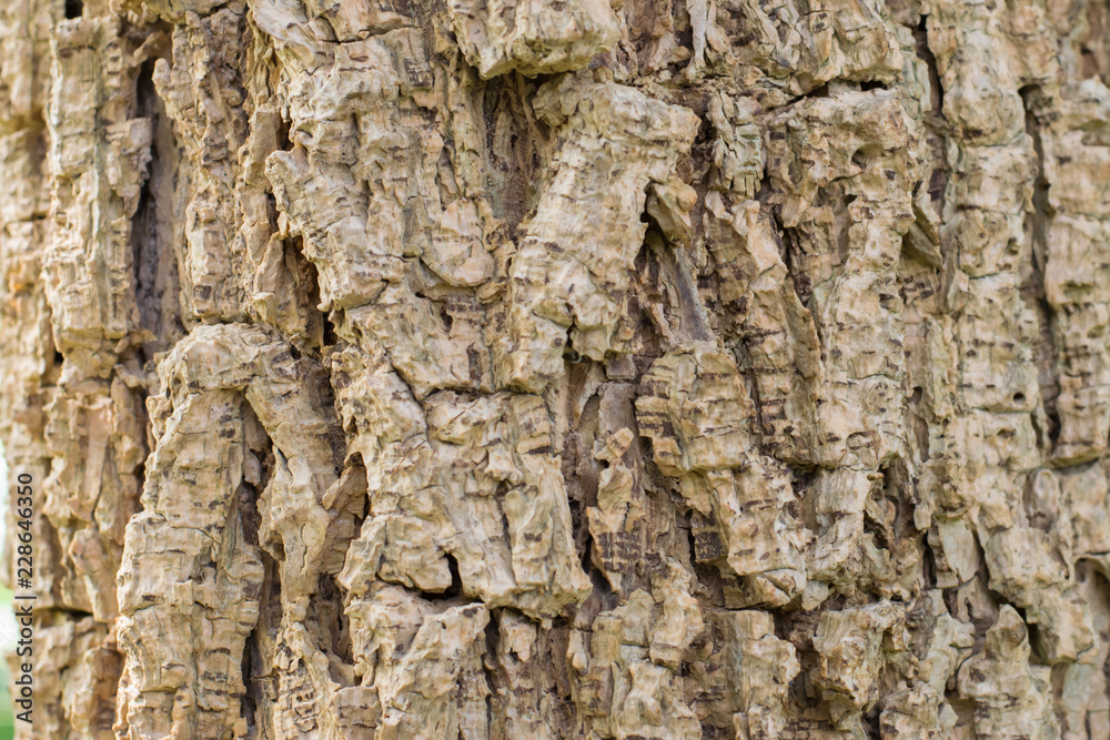 Closeup shot of an old tree bark texture,Tree bark texture background.