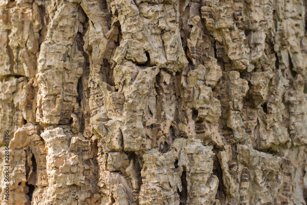 Naklejka premium Closeup shot of an old tree bark texture,Tree bark texture background.