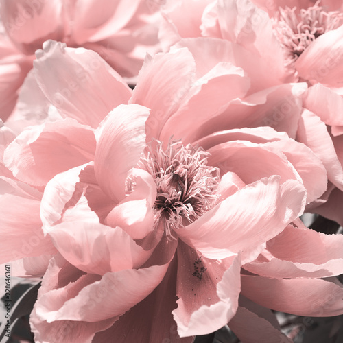 Fototapeta Naklejka Na Ścianę i Meble -  Flowers pink peonies close-up, stylized
