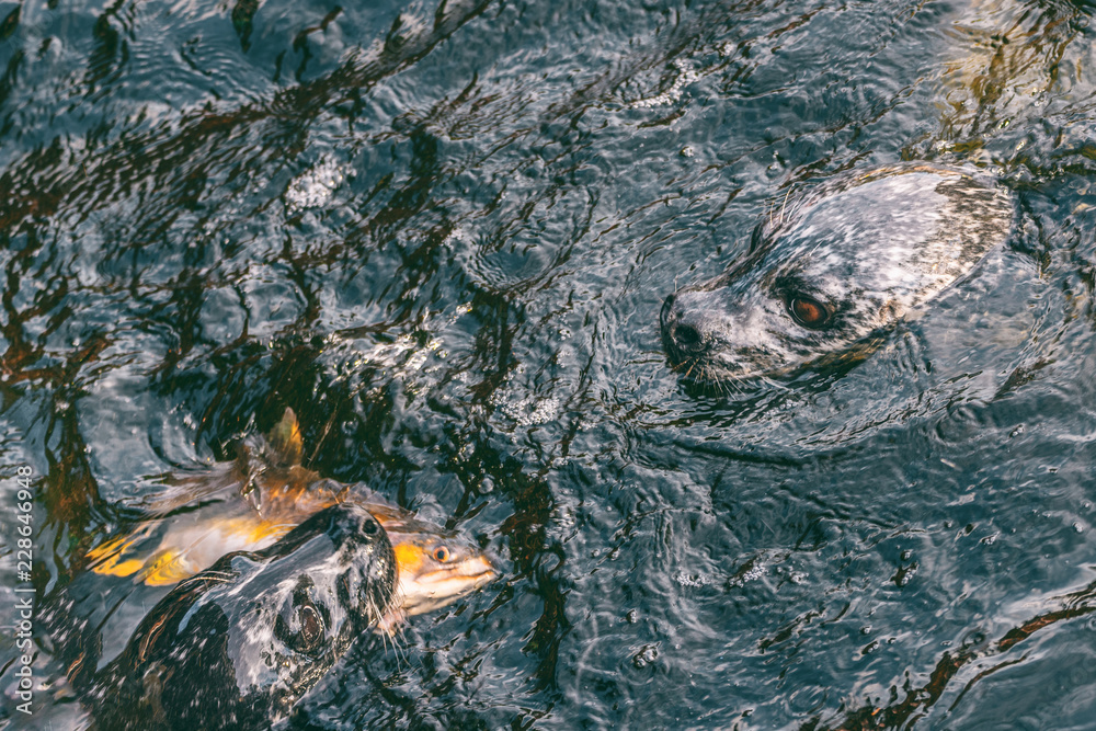 Fototapeta premium Foki polują razem, jedząc łososia w strumieniu. Alaska foka pospolita pływanie z rybą w ustach, alaskańska przyroda