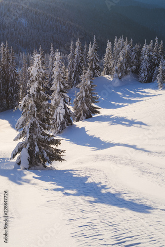 Winter in the mountain spruce forest