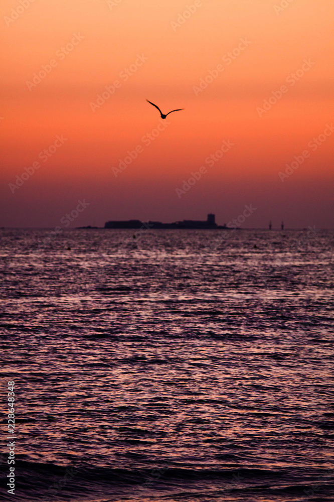 GAVIOTA Y ATARDECER EN EL MAR