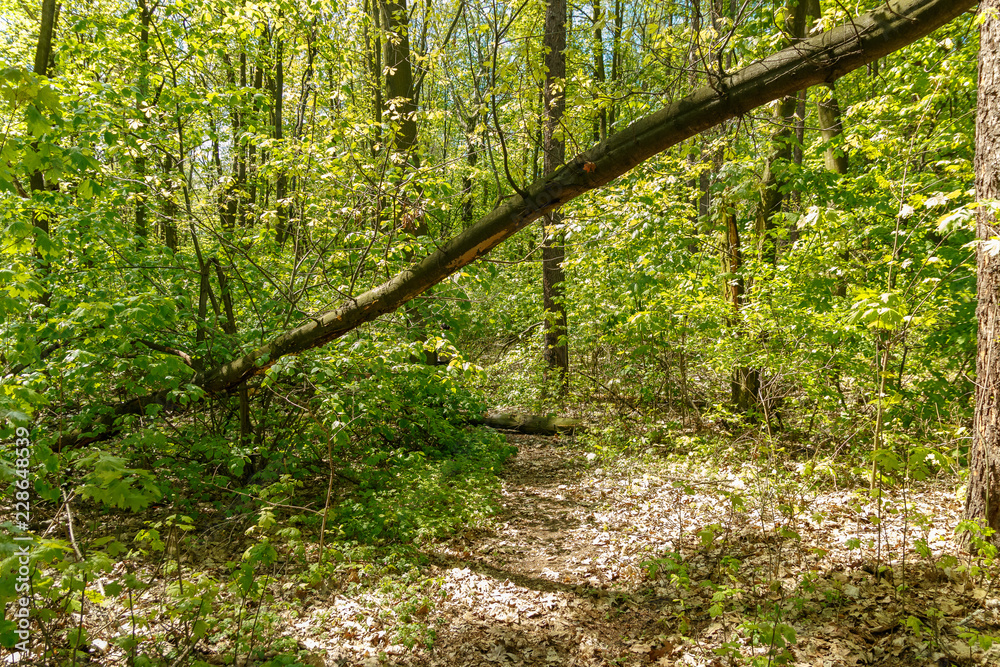 Obraz premium Fallen broken tree