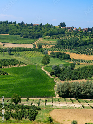 Vineyards near Govone, Asti, in Monferrato