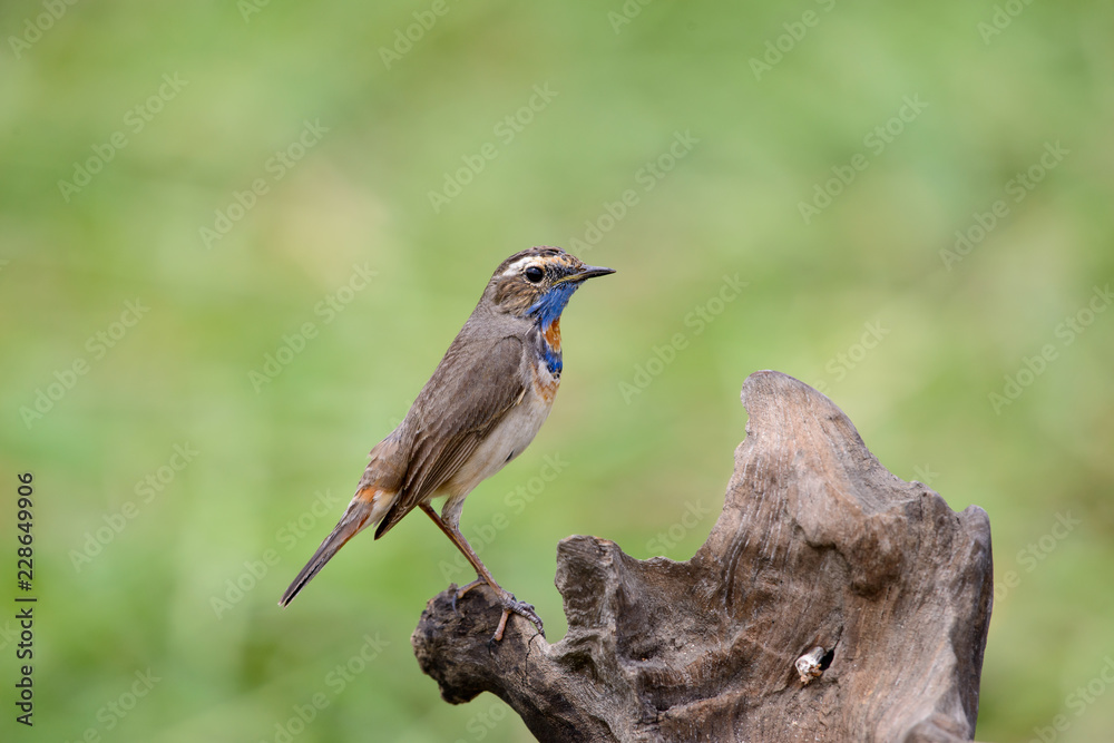 Male Bluethroats from Alaska, Bluethroat is one of the handful of birds that breed in North America and winter in Asia. Male Bluethroats from Alaska, Bluethroat is one of the handful of birds that breed in North America and winter in Asia.