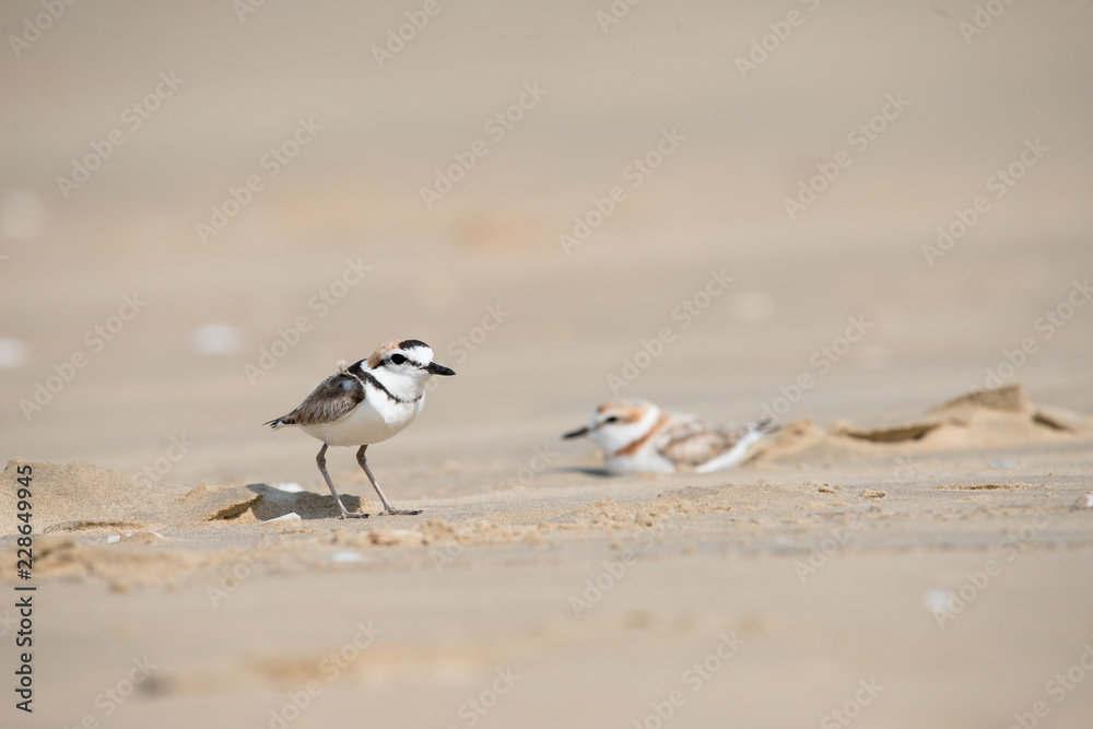 Malaysian plover is a small wader that nests on beaches and salt flats in Southeast Asia. Malaysian plover is a small wader that nests on beaches and salt flats in Southeast Asia.