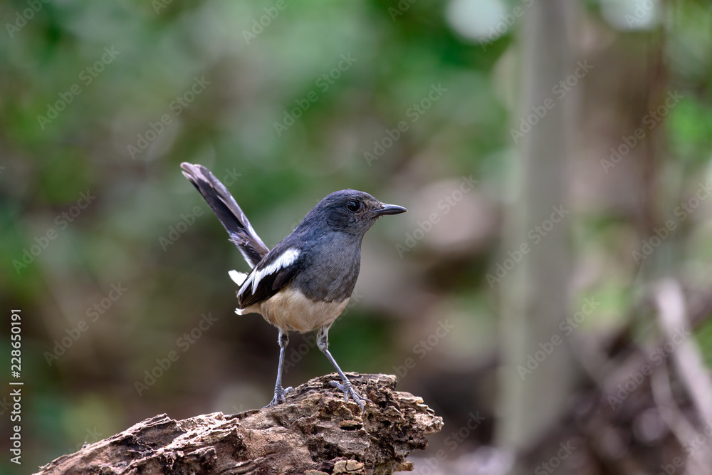 Oriental magpie-robin, they are common birds in urban gardens as well as forests. Oriental magpie-robin, they are common birds in urban gardens as well as forests.
