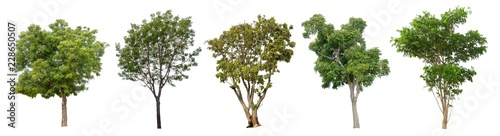 The collection of trees on white background.