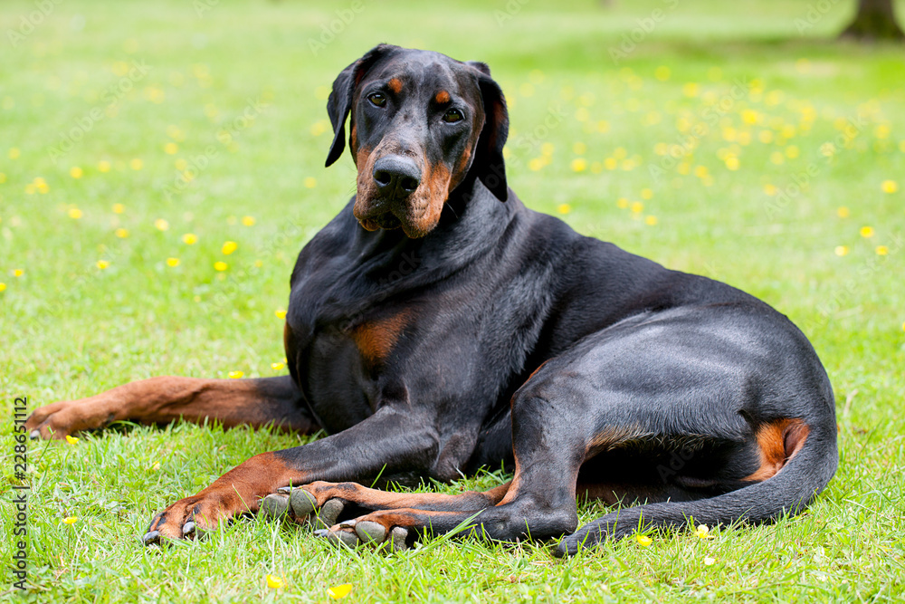 Large black Dobermann laying down looking at camera.  He has natural ears and tail.