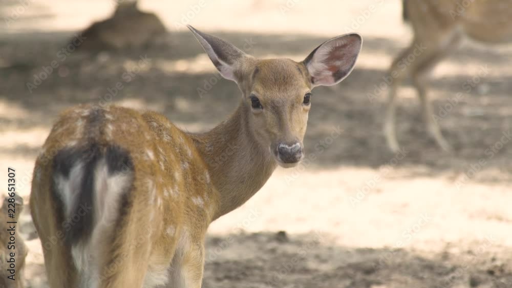 Cute spotted fallow deer looking into camera in animal park. Close up tail and croup sika deer. Wild forest animal in nature reserve. Cute spotted fallow deer looking into camera in animal park. Close up tail and croup sika deer. Wild forest animal in nature reserve.