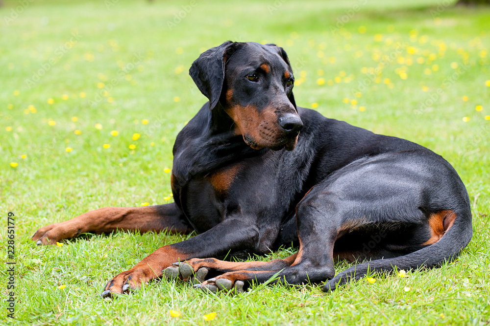 Large black dobermann dog laying outside on lawn, looking over his back at something that has caught his attention