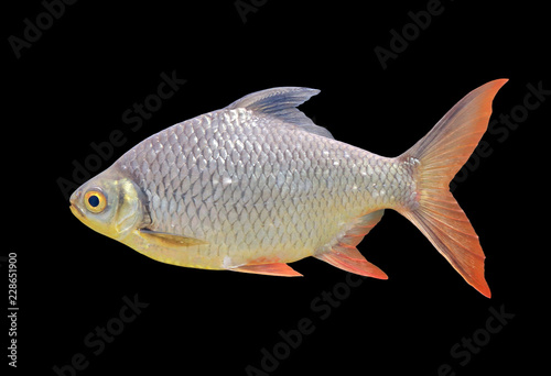 Beautiful Silver barb isolated over black background.