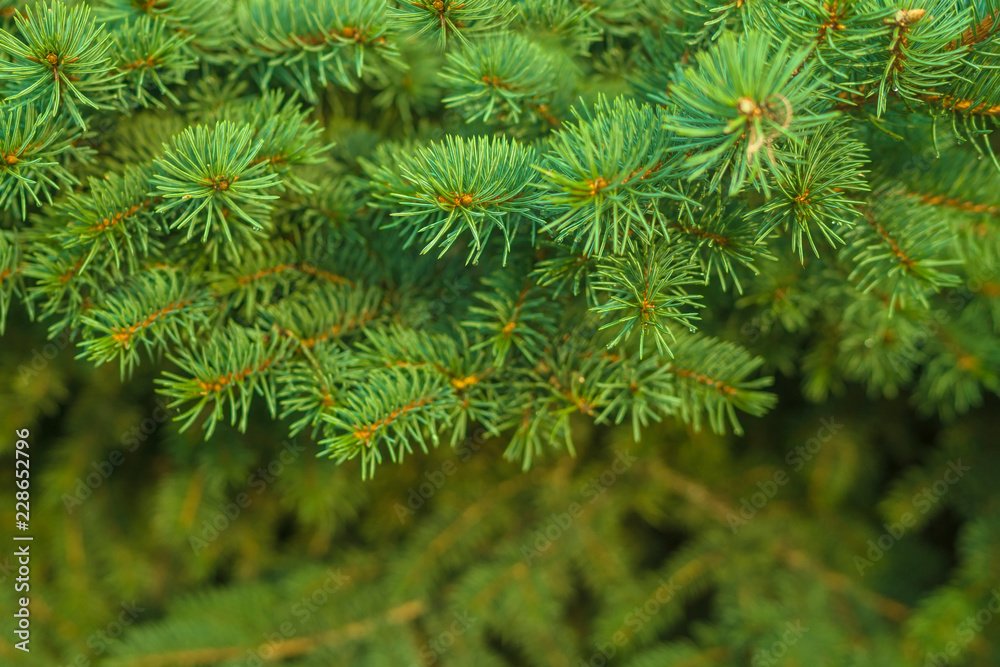 Template background of fresh green needles of blue christmas tree