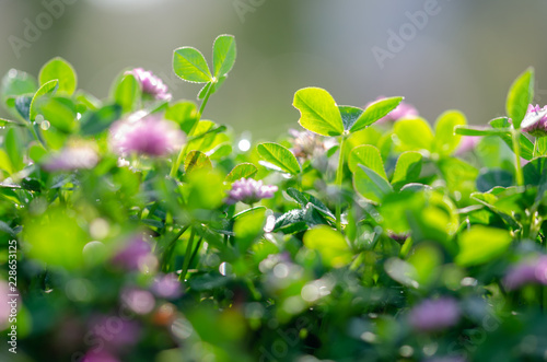 Perfect green background by the fresh grass.Soft focus and blurred background