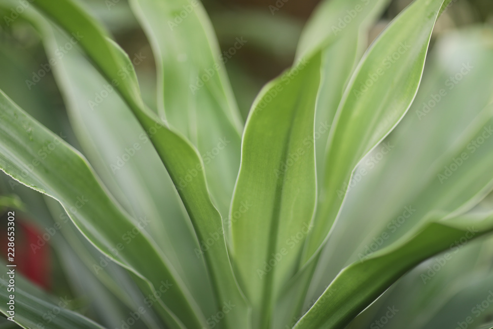 Long juicy green leaves of an ornamental plant on a flower bed Long juicy green leaves of an ornamental plant on a flower bed