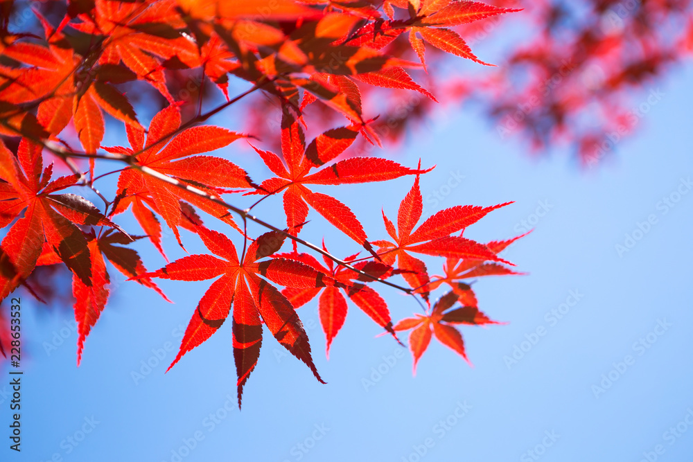 Colorful red maple leaves in autumn with clear sky background Colorful red maple leaves in autumn with clear sky background
