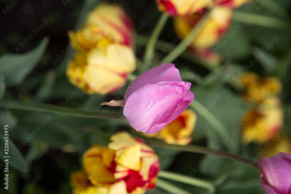 Fototapeta premium tulips in a park