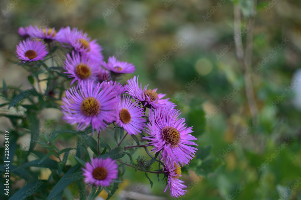 Obraz premium Aster novi-belgii Karminkuppel purple flowers in the garden