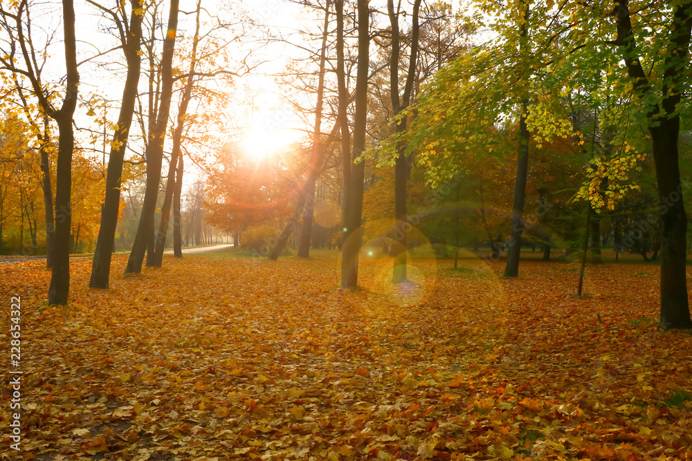 Obraz premium bright, beautiful, colorful autumn park