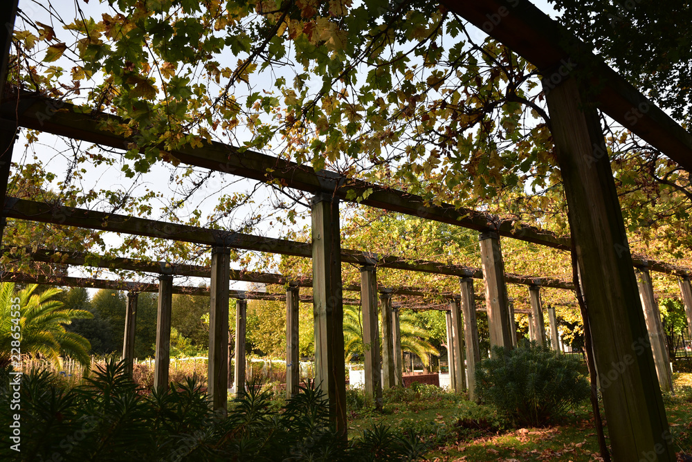 Treille de vigne en automne