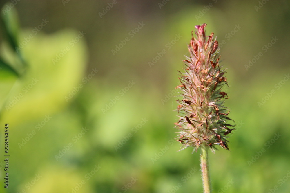 blumen wiese macro blumen wiese macro