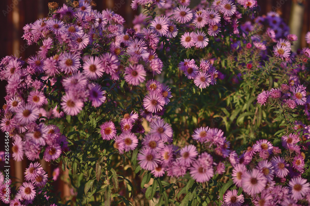 Obraz premium Aster novi-belgii Karminkuppel pink flowers in the garden
