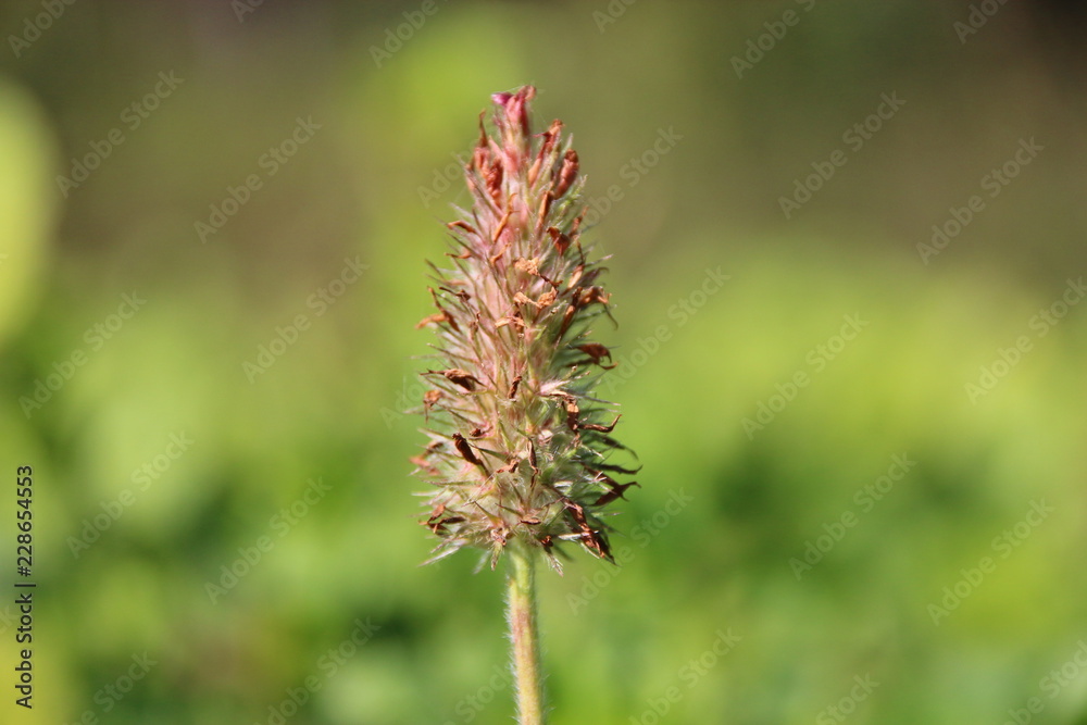 blumen wiese macro blumen wiese macro