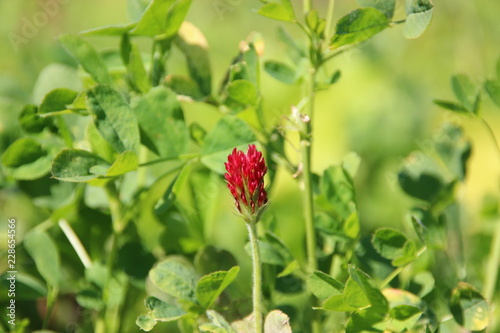 blumen wiese macro