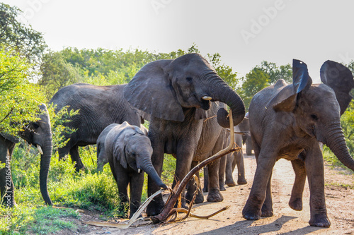 A mother African bush elephant in a herd gets aggressive as she defends her young against others
