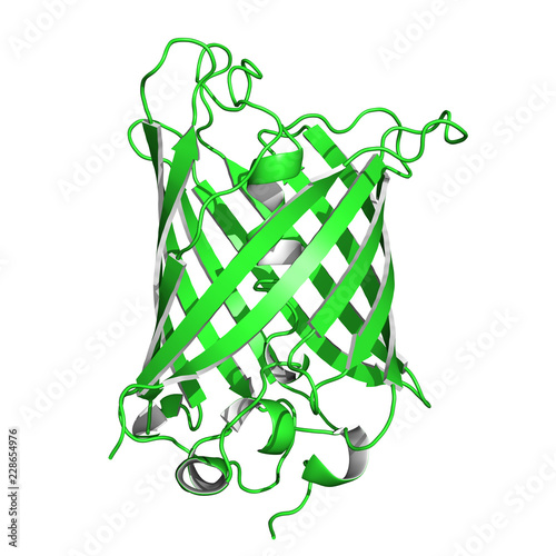 Green fluorescent protein is a biosensor often used in molecular biology as a reporter of expression. Cartoon model.