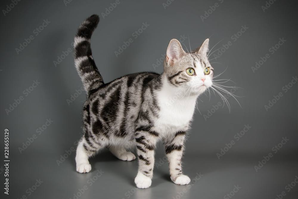 American shorthair cat on colored backgrounds