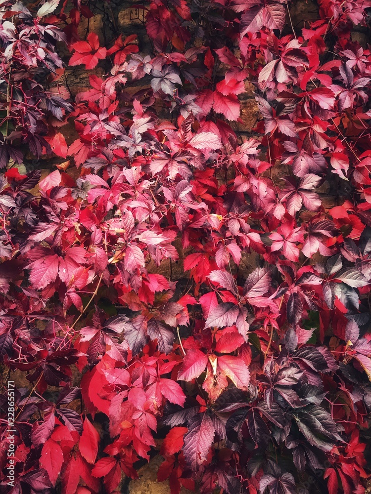 Beautiful fall or autumn red and purple vine leaves Beautiful fall or autumn red and purple vine leaves
