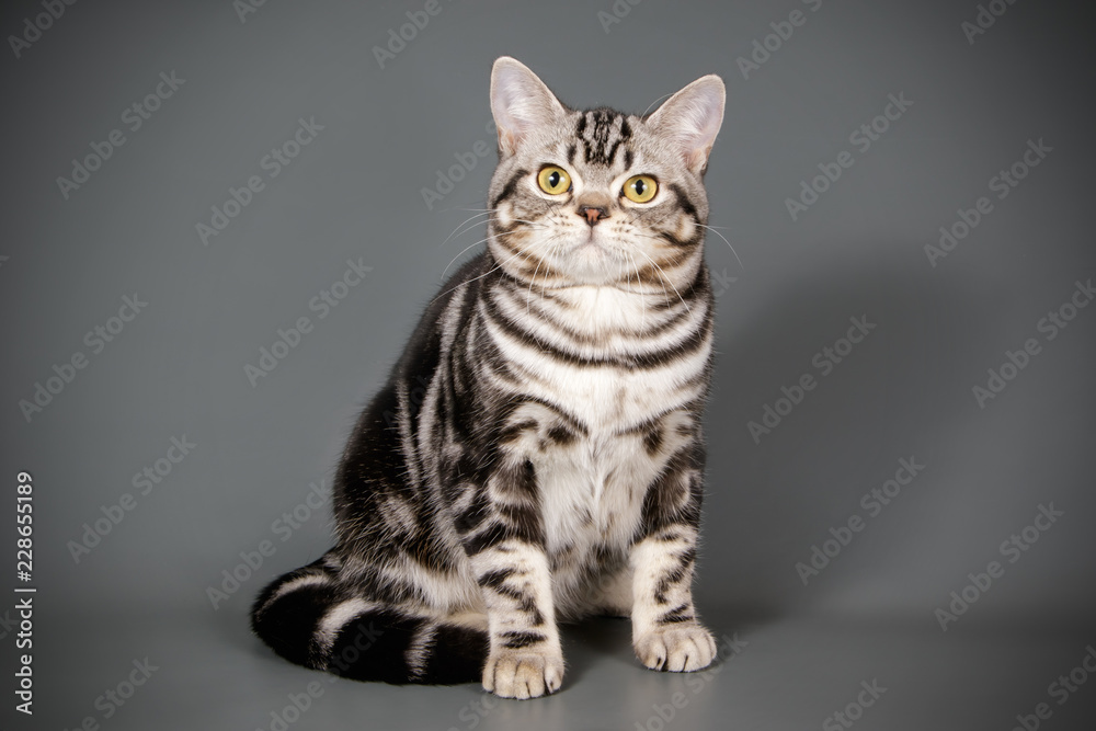 Obraz premium American shorthair cat on colored backgrounds