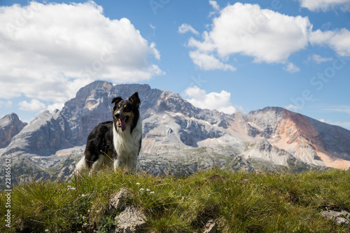Hund in den Alpen