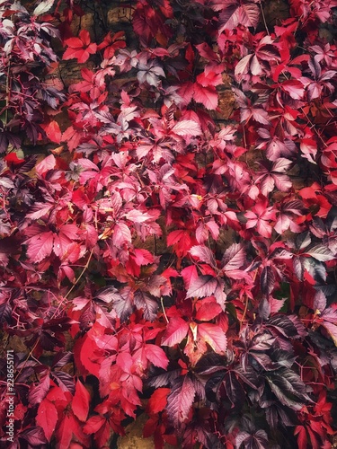 Beautiful fall or autumn red and purple vine leaves