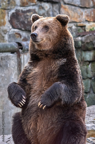 Friendly brown bear sitting in the zoo