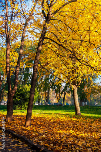 trees of city park in golden foliage. warm november weather