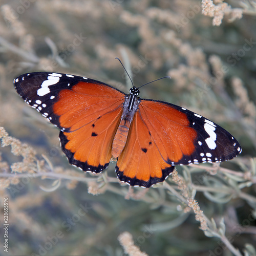 Petit monarque (Danaus chrysippus) photo