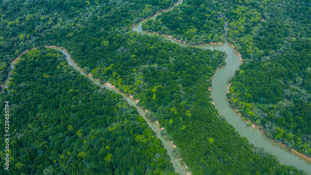 Aerial view green mangrove tropical forest swamp line to sea.