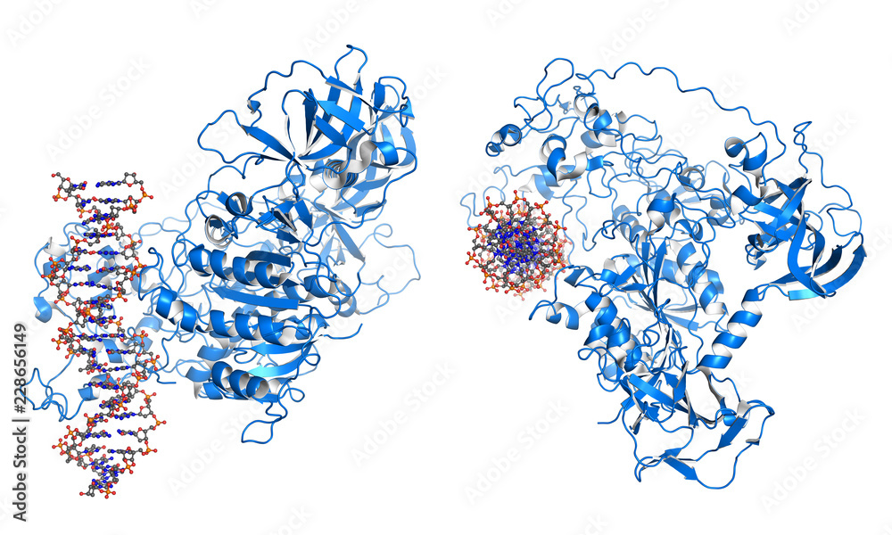 DNMT3 is an enzyme from a group of DNA methlytransferases, which modify DNA to regulate gene expression and activity.