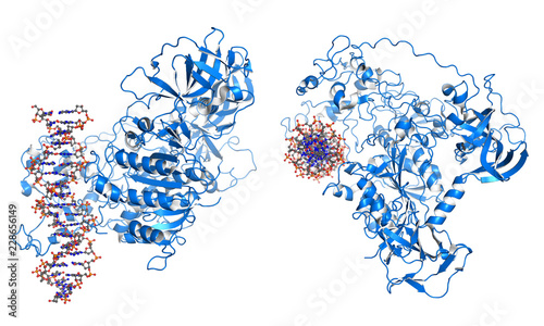 DNMT3 is an enzyme from a group of DNA methlytransferases, which modify DNA to regulate gene expression and activity. photo