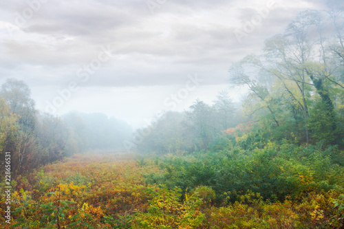 meadow in the foggy park. creepy nature scenery in autumn