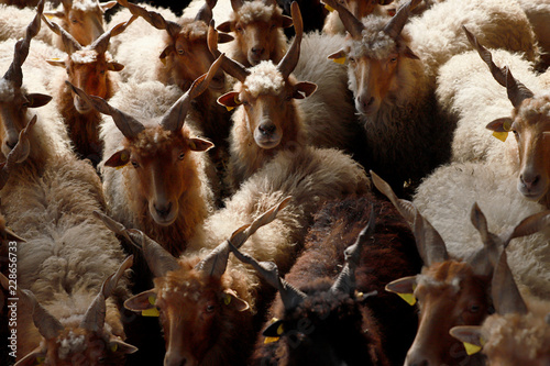 Authentic hungarian sheep breed name is racka sheep photo