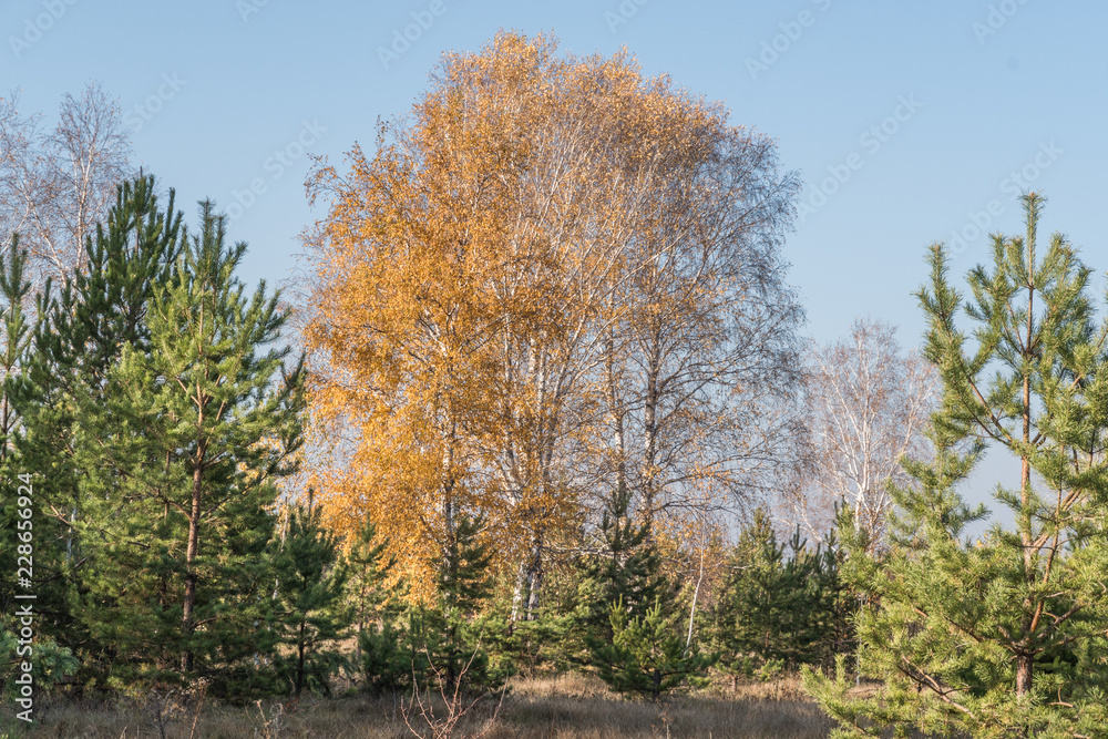 tree in autumn