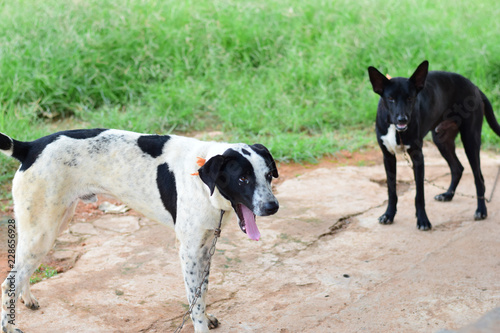 black and white face of dog,Close up thai dog,Thai Dog Close Up Shot.