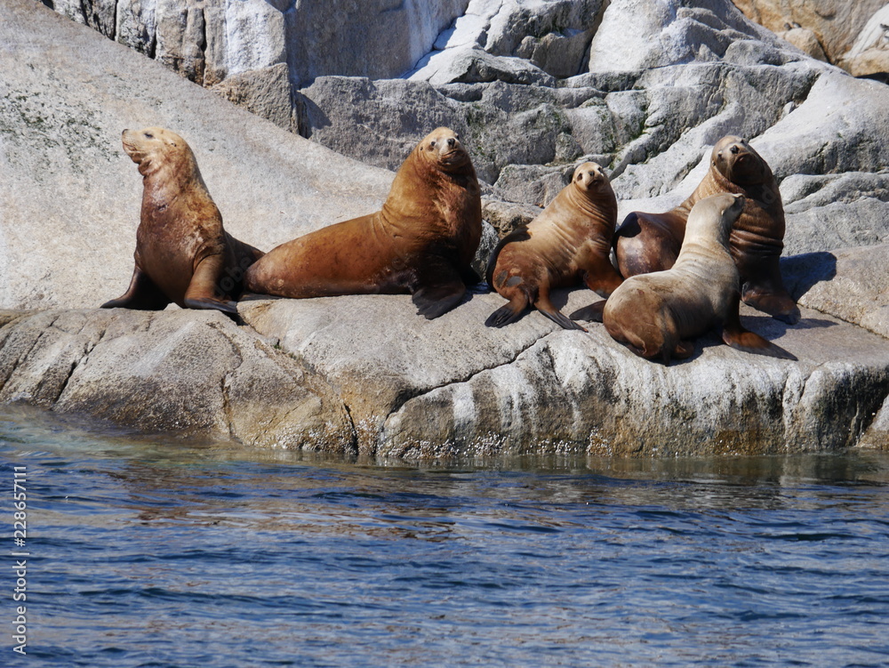 Obraz premium Seelöwen