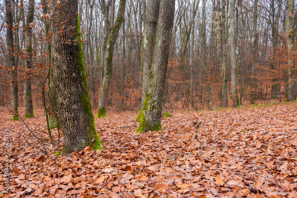naked trees with moss on trunks in empty forest. lonely atmosphere of late november naked trees with moss on trunks in empty forest. lonely atmosphere of late november